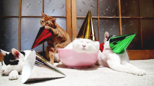 party cat,happy birthday,birthday,cats,animals wearing hats,party hat