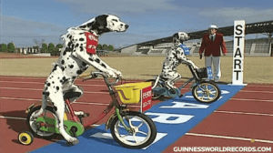 dogs,tricycles