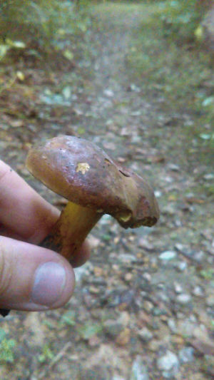 mushroom,interesting,color