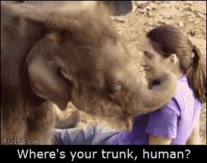 baby elephant,animals,elephant,nose,calf