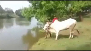 bull,side,river,grass