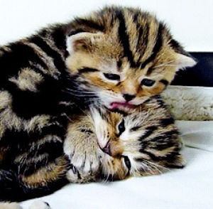 licking,kitten,cat
