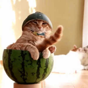 cat,request,watermelon