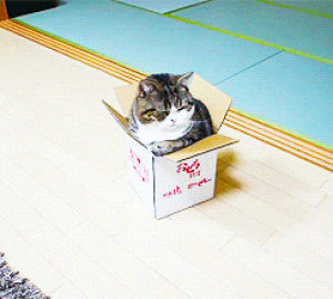 box,pbs,cat,cats