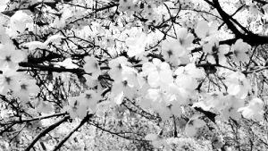 flowers,spring,flower,white flower,beauty,wow,i,want,now,thinking,really,same,different,beauties,beaut,beauts,white flowers,cherryblossomgif,cherryblossom,beautiful
