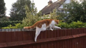 cats,fence,hobbes,tackles