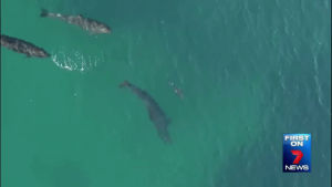 shark,false,drone,killer,footage,hunting,whales