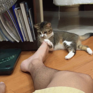 foot,cat,pet