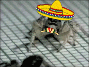 spider,mexican