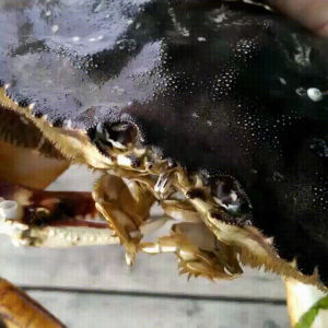 mouth,crab