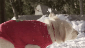 golden retriver puppy,dog,christmas,snow,puppy,golden retriever,animal christmas,alx s