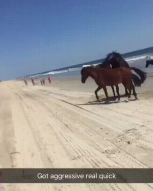 beach,horse,ride
