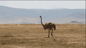 desert,desierto,animal,ostrich