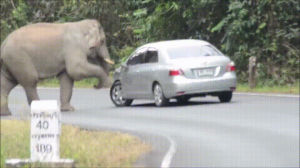 car,elephant,sits