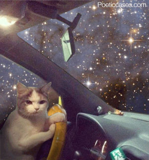 space,van,mini,cat