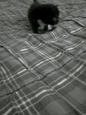 cat,black and white,kitten,bw,black white,felix ii
