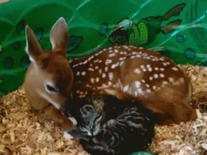 deer,ss,cat,share,discover,mothering
