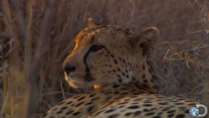 cheetah,animals,friendship,wild,africa,discovery,cubs,discovery channel,baby animals,cheetahs
