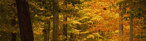 sz,fallen leaves,autumn,fall,october,forest,oktber,erd
