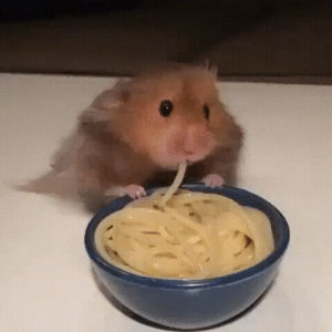 hamster,eating,noodle