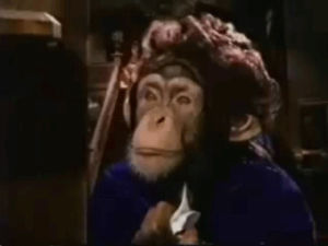 chimp,chimpanzee,monkey,monkeys,gone with the wind,movie quotes,clark gable