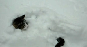 cat,snow,tail,hypercaffium spazzinate