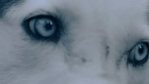 husky,love,dog,blue,eyes,swag,sweet,lovely,dog eyes,husky eyes