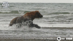 cute,animals,bbc,bear,bbc one,wildlife,alaska,alaska live,live tv,brown bear