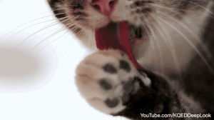 cat,cats,kitty,pbs,deep look,cat tongue,grooming cat,cute cat