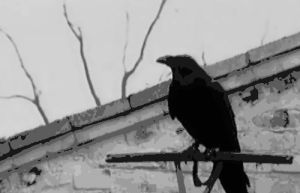 crow,raven,black and white,nature,animal,dark