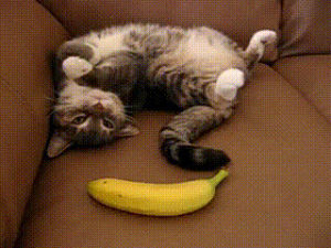 bananas,gifaday,chat,funny,cat,reaction,cute,photo,cubie