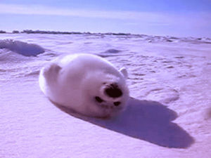 snow,animals,tired,lazy,seal,lying