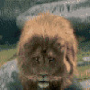 Гифка лев леон гиф картинка, скачать анимированный gif на GIFER от Dara