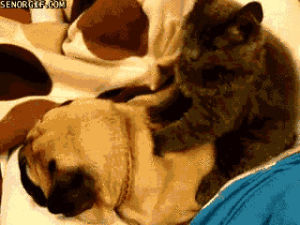 pug,cat,cute,dog,animals,cute cat,massage,relaxing,best of week,dog massage