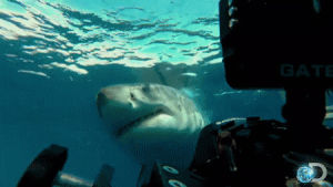 tv,television,animal,watch,whoa,shark,watching,documentary,underwater,discovery,discovery channel,close,sharks,shark week,great white shark,great white,sea creature,shark week 2013,nature documentary