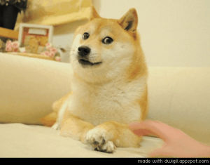 doge,wow,deal with it