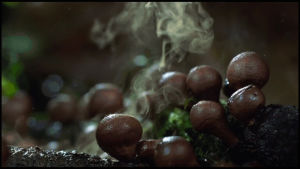 spores,interesting,mushrooms,raindrops