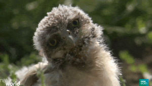 owl,animals,nature,wink,bbc,bbc earth,symbiosis,natural world,perfect partners