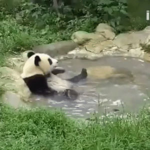 bath,panda,eyebleach