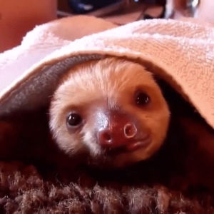 yawn,sloth