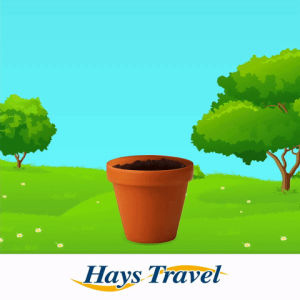 sunflower,hays travel,water,summer,travel,sun,holiday,flower,pot,competition,leaf,fundraiser,cancer research