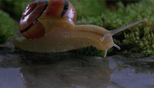snail,nature,animal,drinking,insect,thirsty