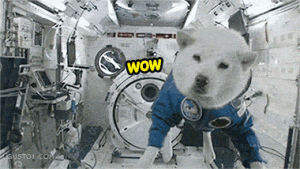 doge,space,dogs,win