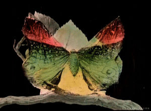 1900s,gaston velle,vintage,butterfly,silent film,x1900s,xearly,la mtamohose du papillon