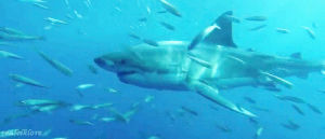 great white shark,my,shark,marine life,sea life,aquatic