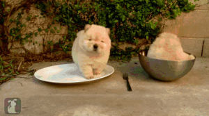 plate,cute,dog,bowl