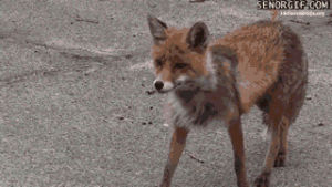 fox,from,sandwich,makes,foxes,chernobyl