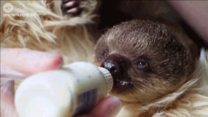 nowthisnews,baby sloth,london,now this news,sloth,teddy,cute animal