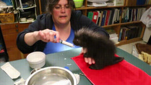 porcupine,baby,feeding,eyebleach