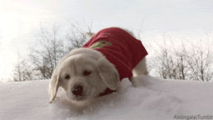 christmas,puppy,dog,snow,golden retriever,animal christmas,alx s,golden retriver puppy